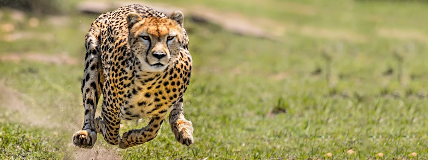 Mehr Performance durch Agilität - sprintender Gepard