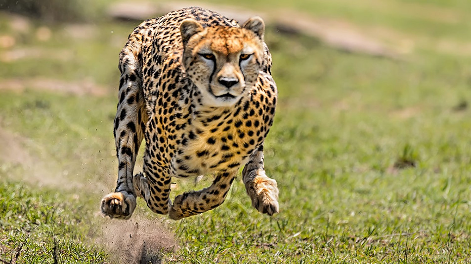 Mehr Performance durch Agilität - sprintender Gepard